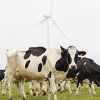 Les vaches passent moins de temps dans chaque pré, pour favoriser la repousse de l’herbe et augmenter la productivité de chaque parcelle.